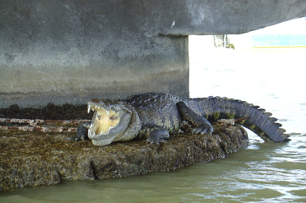 Crocodile in Celestun