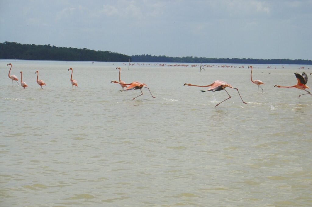 Flamingos in Celestun