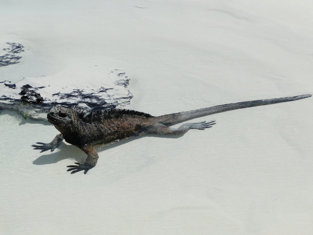 Iguana in Galapagos