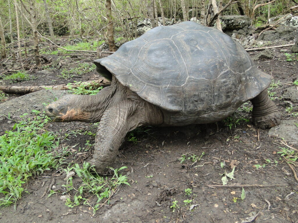 Turtle in Galapagos