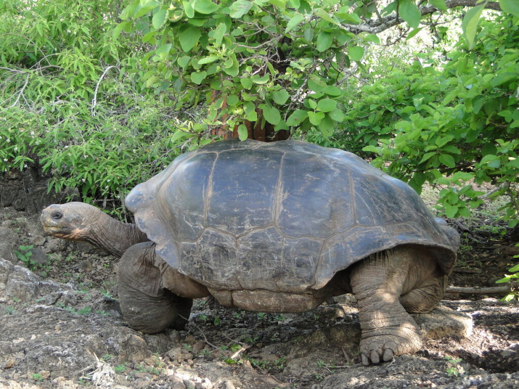 Turtle in Galapagos