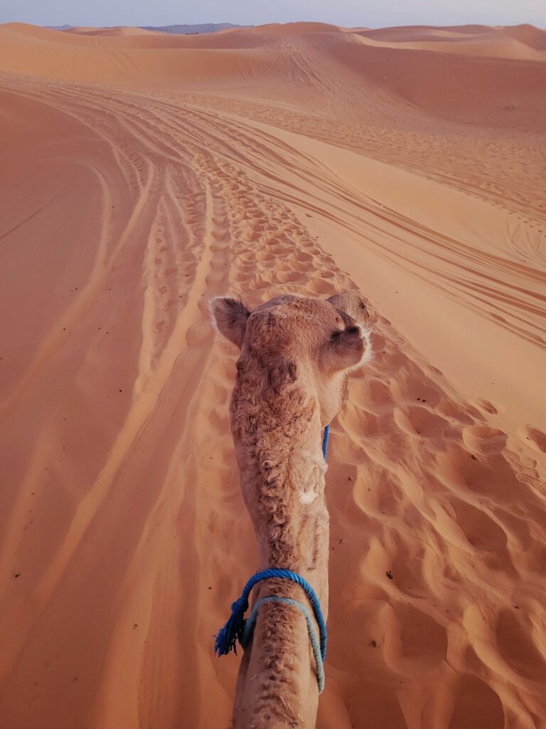 Camels in Morocco desert